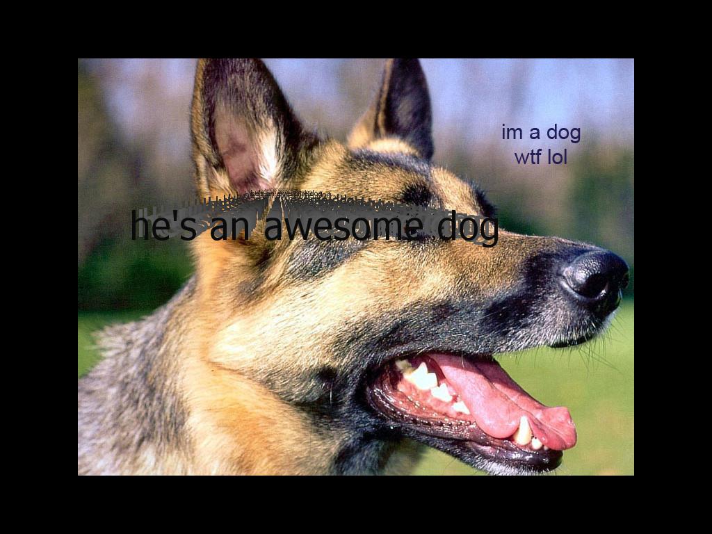 dogisanawesomedog