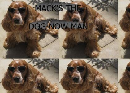 Mack's the dog now man!