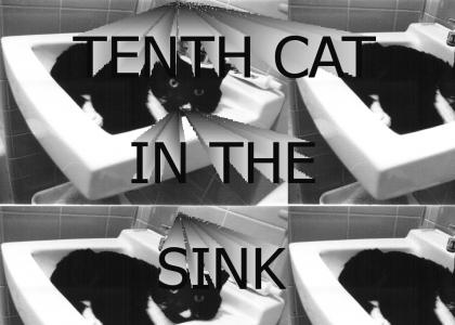 TENTH CAT IN THE SINK