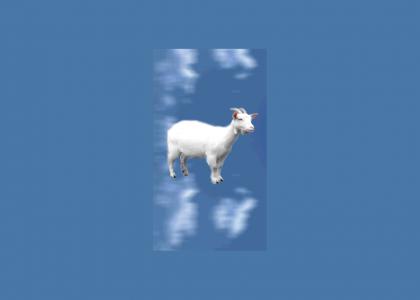 Goat in the Air