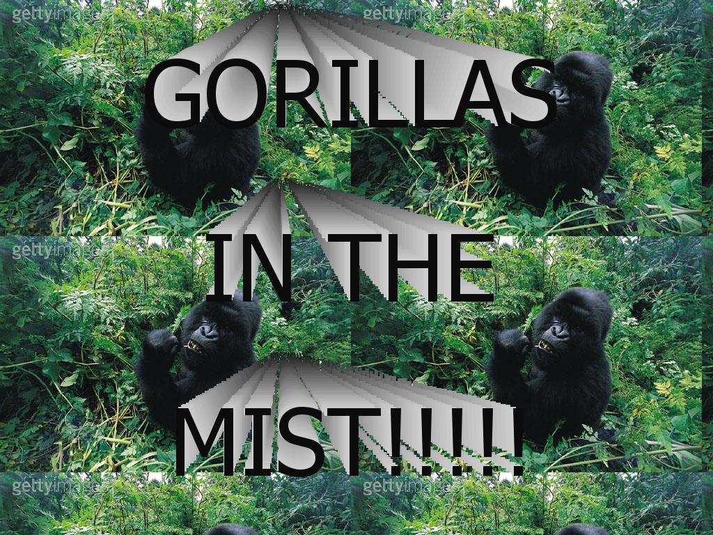 gorillas