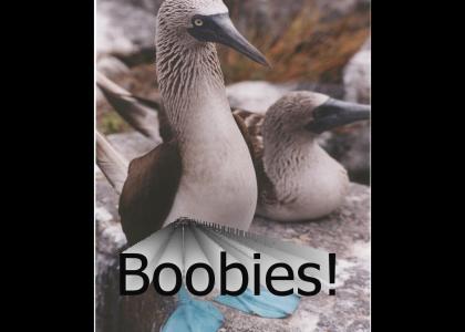 OMG Natural Boobies