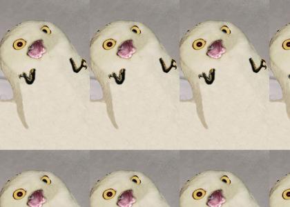 WTF Owl lolrus hybrid!11!