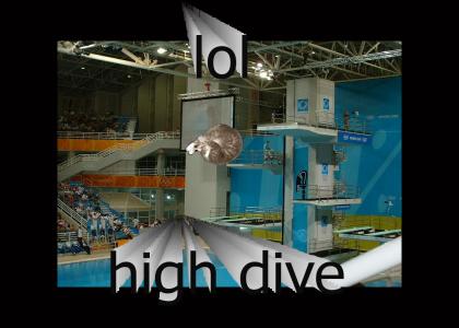 Diving cat does the high dive!
