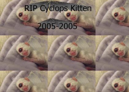 OMG, RIP Cyclops Kitten