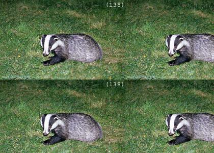 Badger