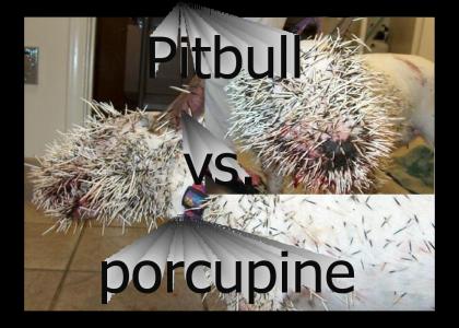 pitbull vs. porcupine