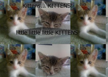 Kittens KITTENS!