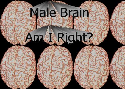 Male Brain