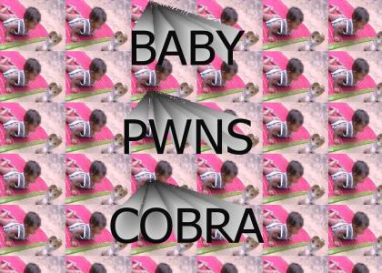 Baby PWNS Cobra!