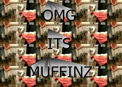 Dogs and Muffins
