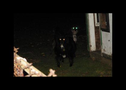 Demon Dogs