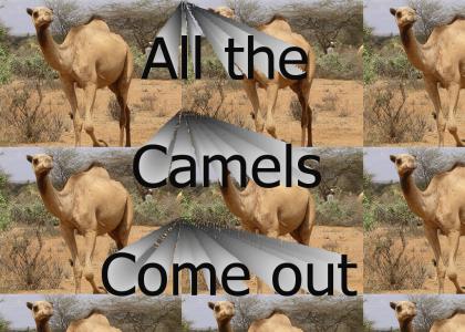 The camels come out