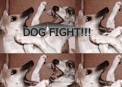 Dog Fight!