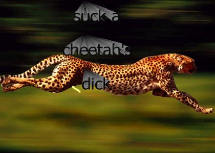 Suck a cheetah's dick
