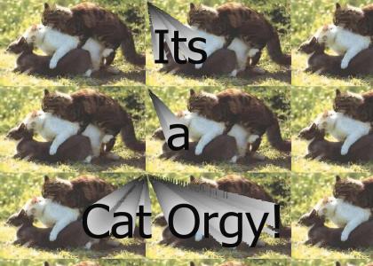 Cat Orgy