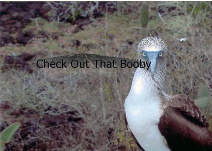 Check out these Boobys