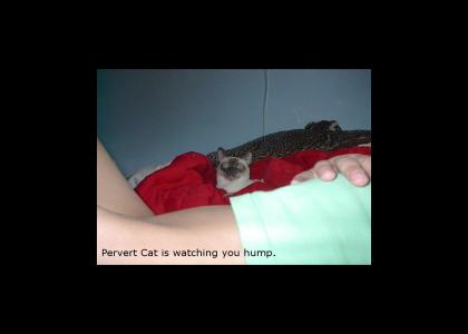 Pervert Cat