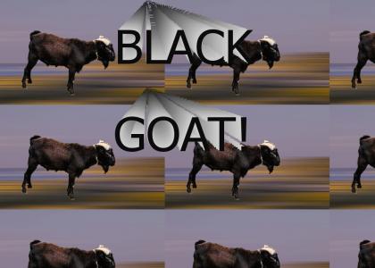 BLACK GOAT!!!