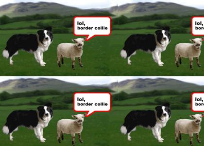 lol, border collie