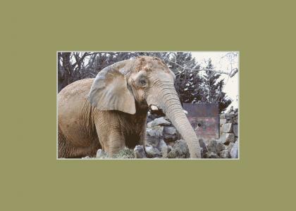 Elephant takes a drink