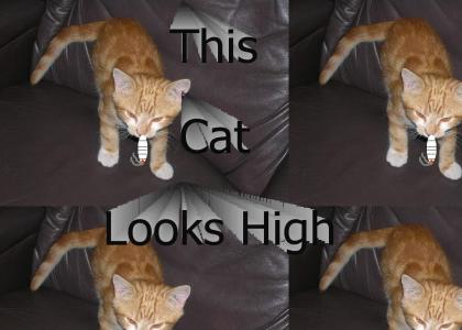 this cat is high