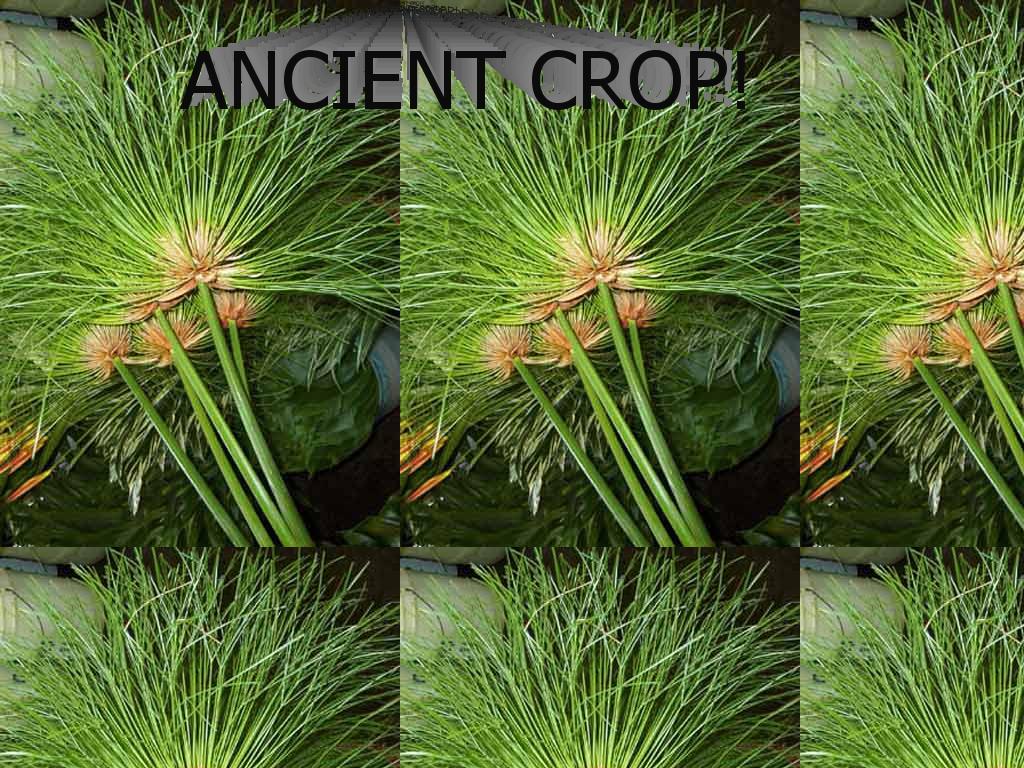 ancientcrop