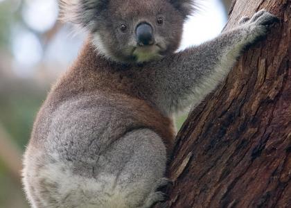 Koala sitting in a tree eating a leaf stares into your soul
