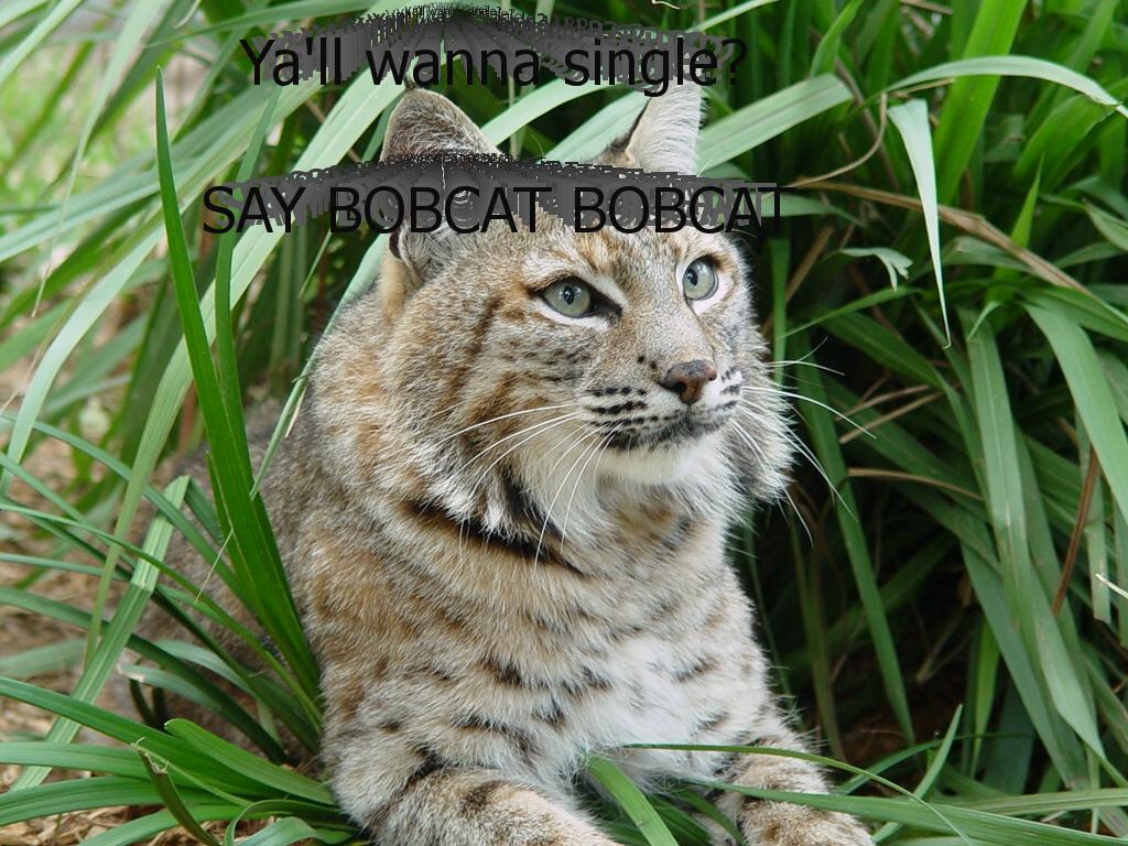 saybobcat