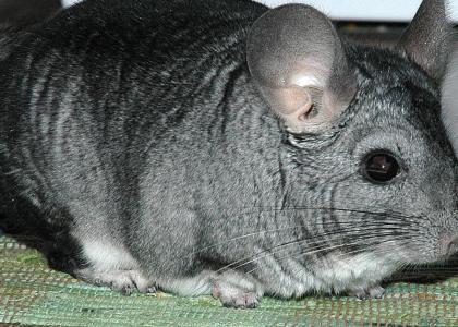 Poor chinchilla...