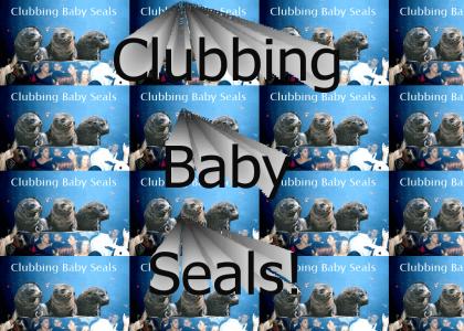 Clubbing Baby seals