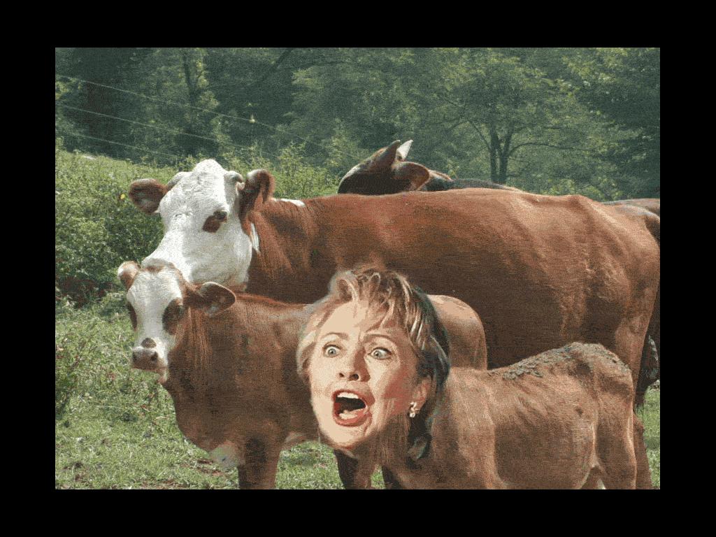 hillaryfarm