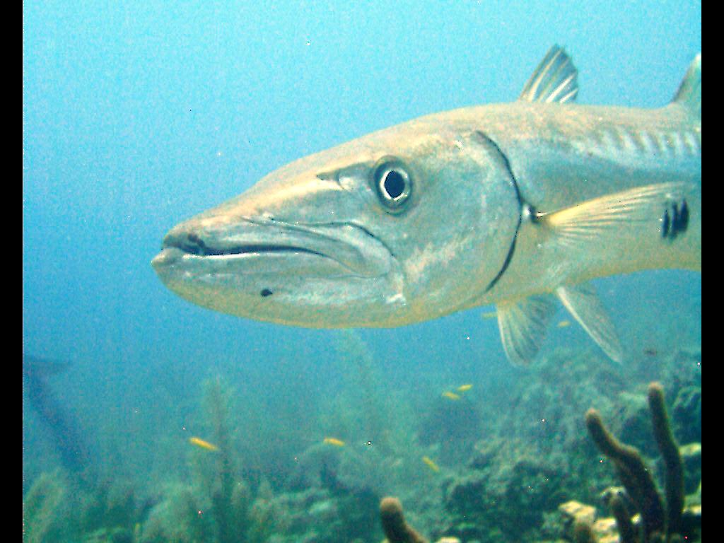 Barracudaslavory