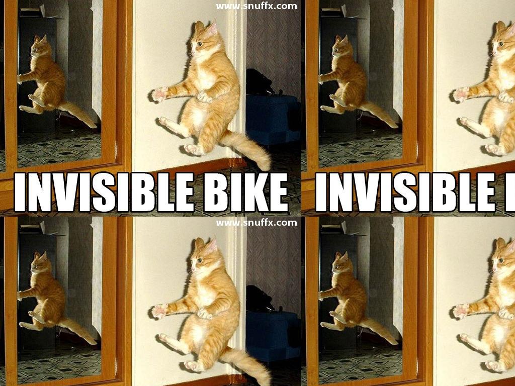 catstolenbike