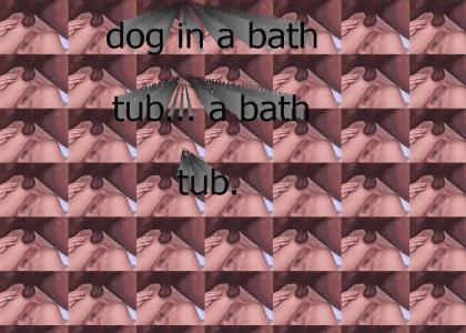 dog in a bathtub...