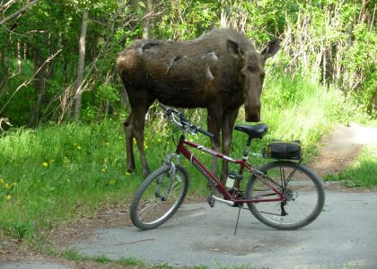 Bicycle Seat Sniffer