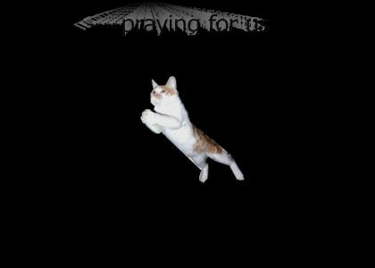 Cat prays for YTMND