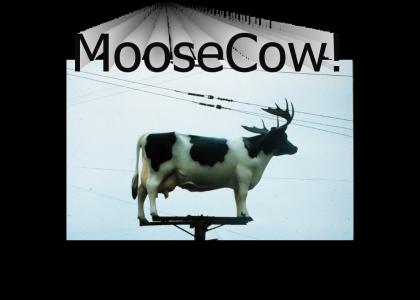 Moose Cow!