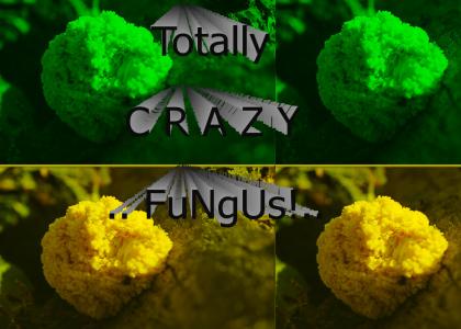 Weird GROSS Fungus