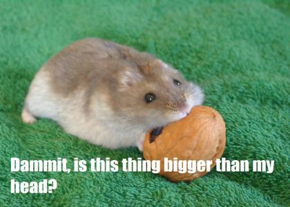 Hampster questions food
