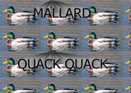 Mallard, quack!
