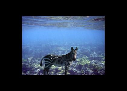 Aquatic Zebra
