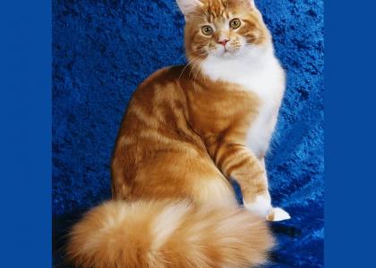 Maine Coon