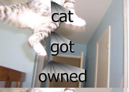 cats can fly