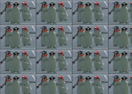 penguin pirates