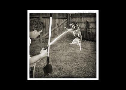 Garden Hose Vs. Savage Dog