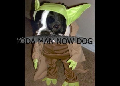 YODA MAN NOW DOG