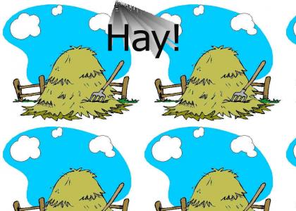 Hay.