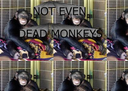 NEDM: Not even dead monkeys