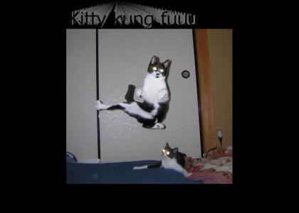 Kung fuie cat